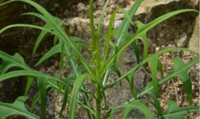  路边|农村一种野草叫“山莴苣”，路边遇见请珍惜，却是上佳的野菜