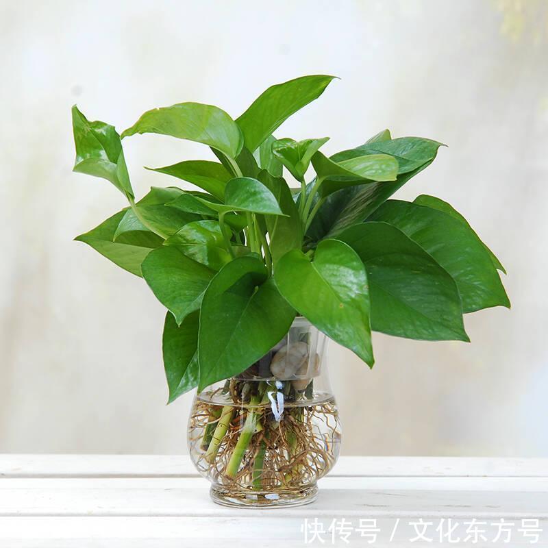 新房|如何轻松去除新房甲醛?