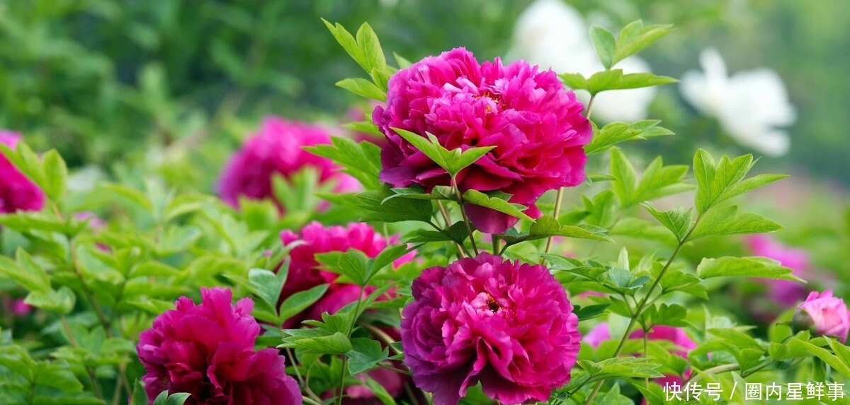 花草|5种花草栽进院子里,帮你打造出四季有花赏,时时有花香的小花园