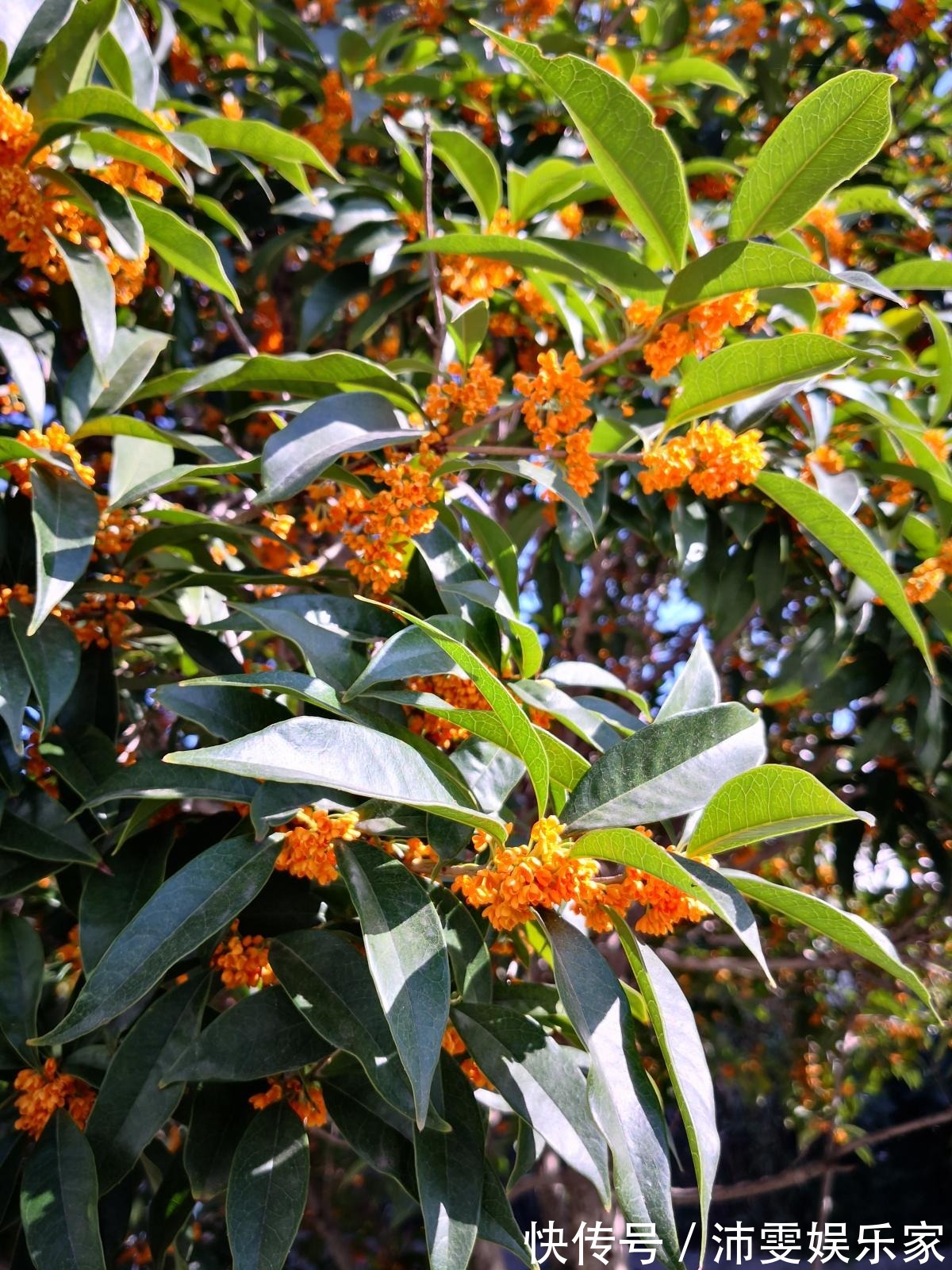 榕树|5种树,种在院子里寓意好,家里养一棵吉祥如意