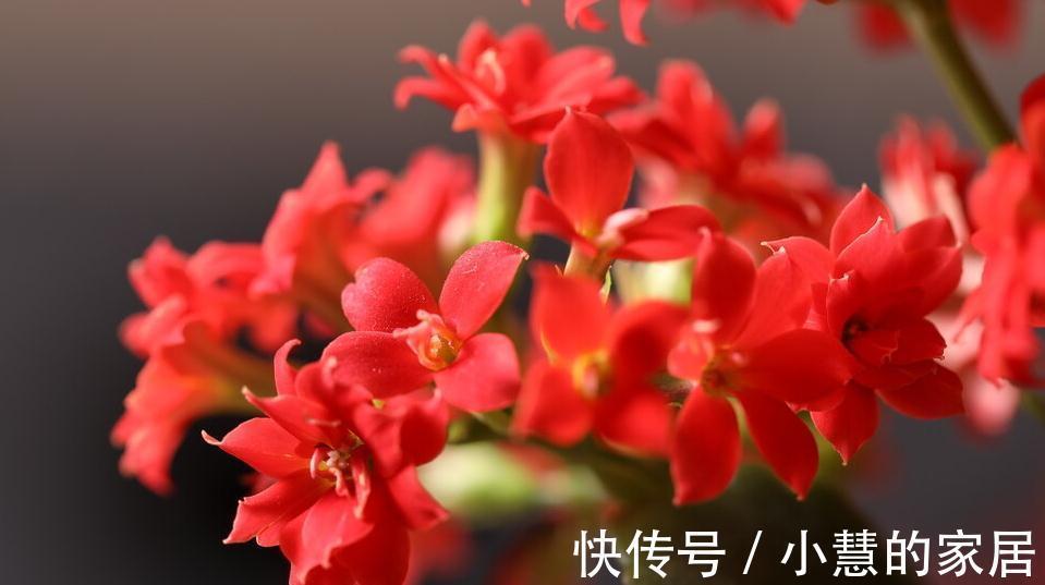 花苞|秋季养长寿花要注意什么,养护很重要,千万要注意