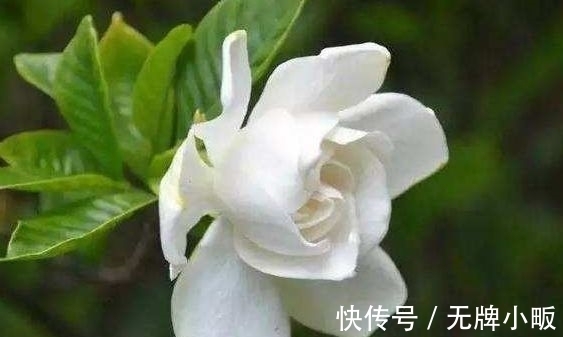 四种花常年开花易爆盆,颜值超高的,值得入手