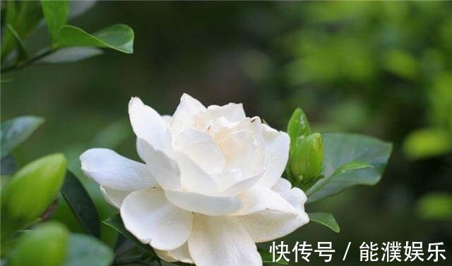 栀子花、茉莉花用塑料瓶扦插,装点水就生根,新手也能用!