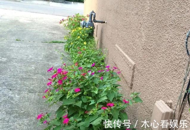 紫茉莉，又名胭脂花！居家盆栽注意4个小方法，叶绿花多！