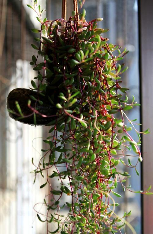 9种漂亮花，现在扦插“正当时”，喜欢别错过