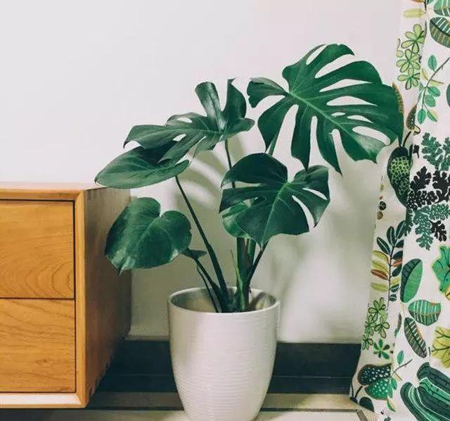 家里养了5种绿植,门窗紧闭也不怕,净空气,增氧气,健康无忧