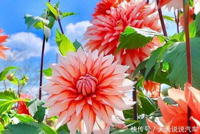 养花试试这几款,花开繁盛花香怡人,花朵硕大,美爆阳台!