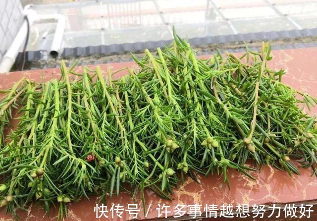太阳花|5种花开完后，剪下的枝条不要扔，活性高适合扦插，一插一大盆