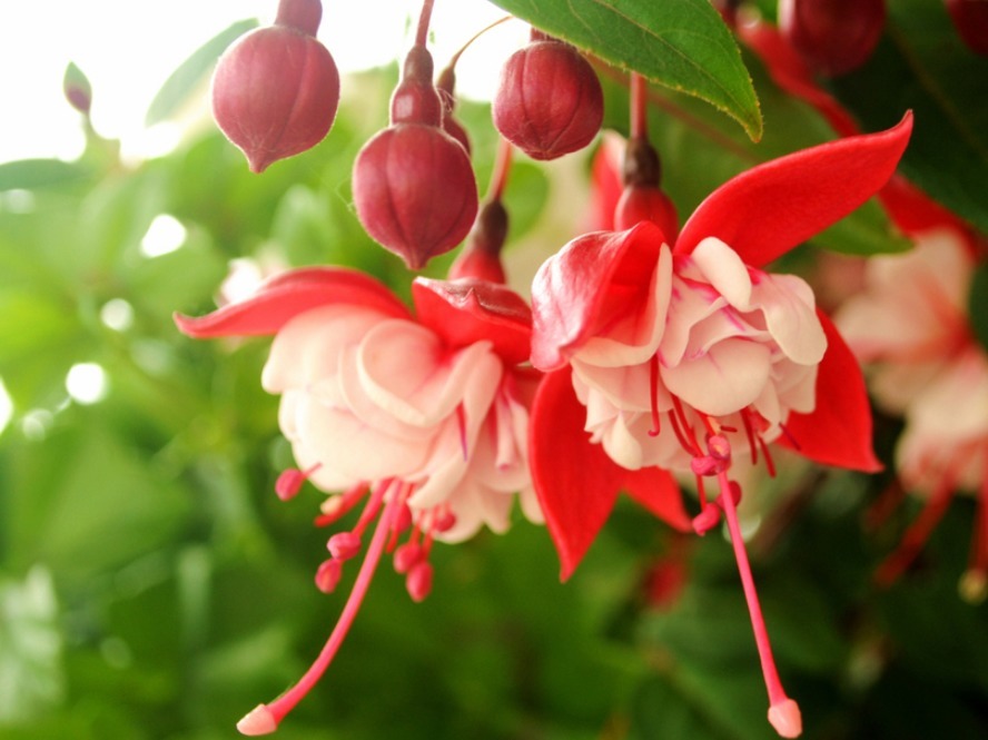 4种“耐阴花”,光照少也能“年年开花”,比吊兰好养“10倍”