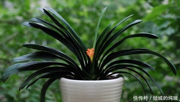 花葶|君子兰夹箭难开花？老花农教你这样补救，开花上百朵，效果神了