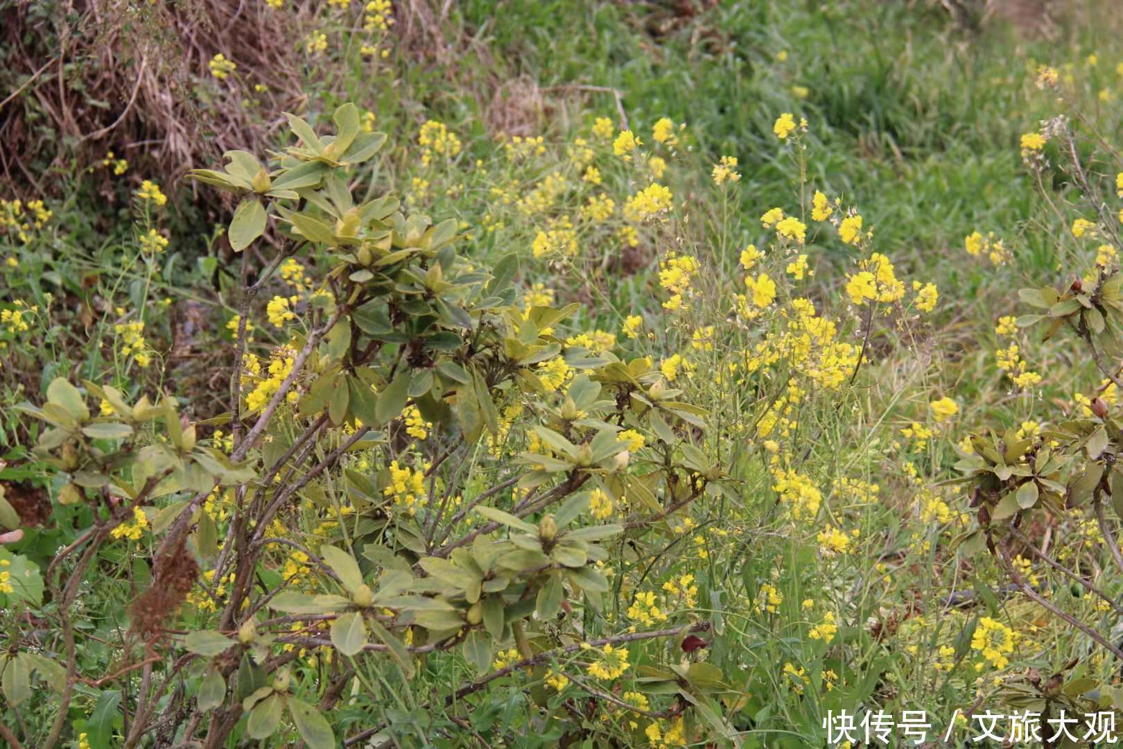 昆明冬日看花