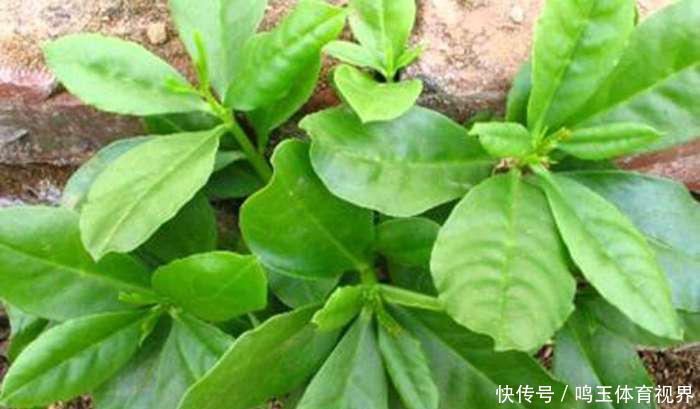 农村有一种菜,富含各种蛋白质,维生素和矿物质,营养高