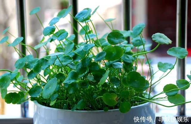 3种花与月季不同，长出“花苞”马上剪，要不颜值低