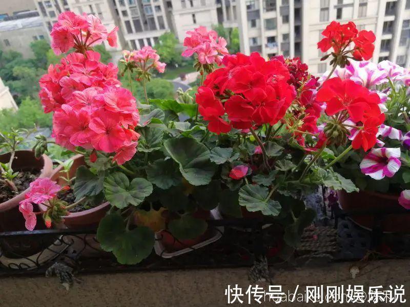 抗病、不招虫的天竺葵，屋里养一盆，开花一茬接一茬