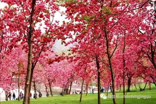 春光无限好，花艳景美岂能错过！