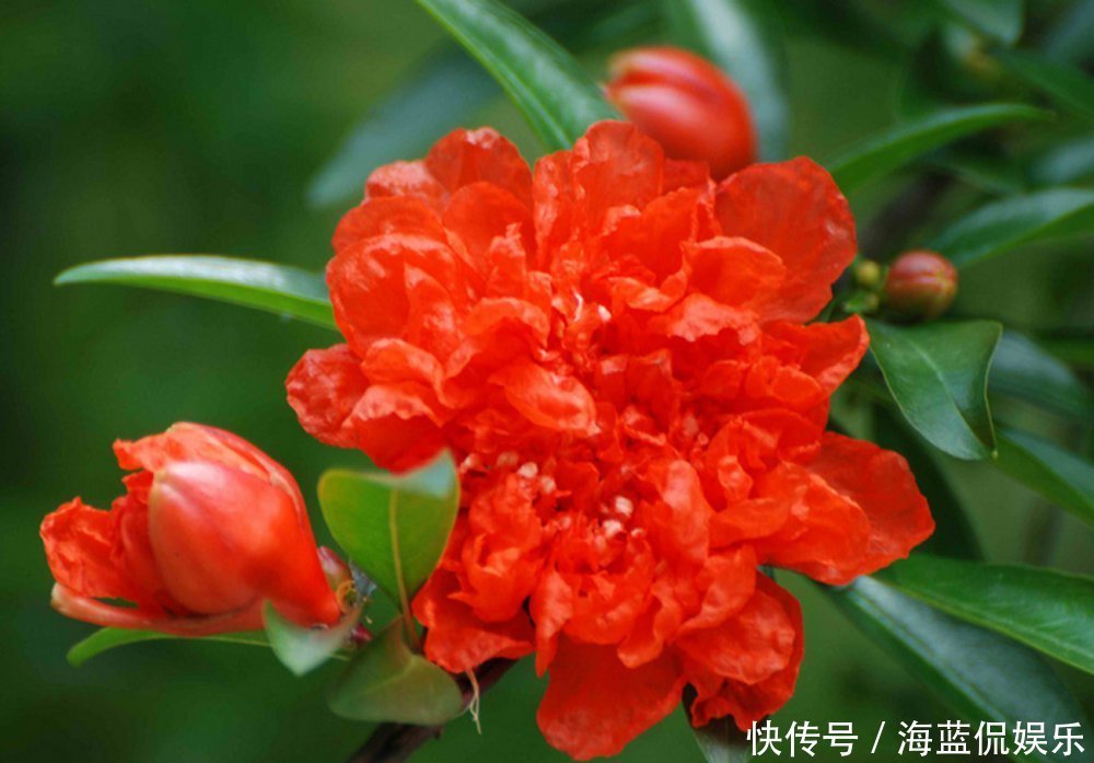 红花绿叶|此花是一种成熟的美丽,寓意着多子多福,是很鲜艳的花