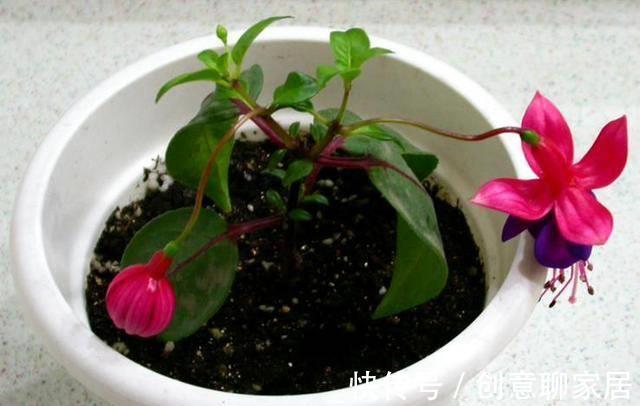 生根|9月“扦插”这些花，成活率高，长得快