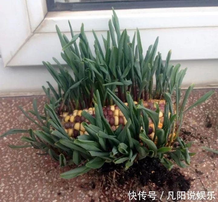 玉米棒子扔盆里,洒点水就发芽了,7天长一把绿苗!