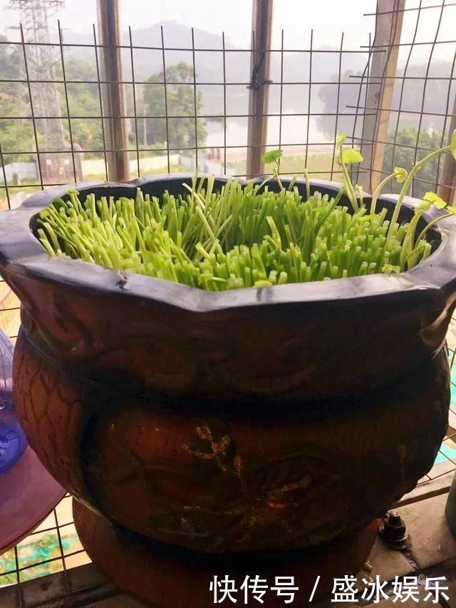 夏天|4种花最喜欢水,夏天养在“水缸”里,30天长爆盆、还开花