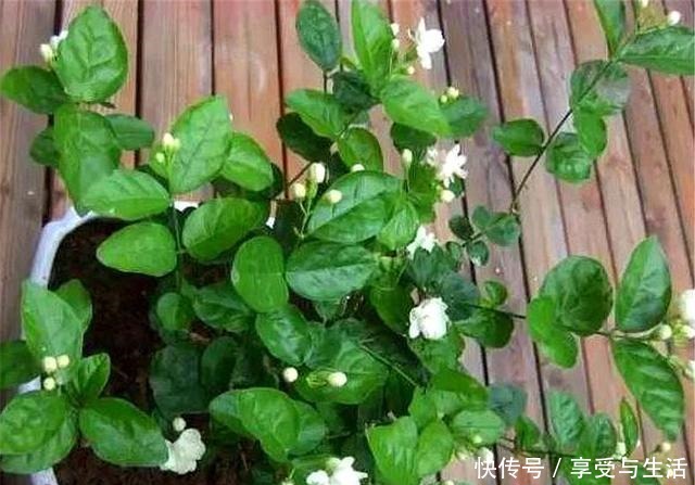 春天养茉莉,下狠手剃光头,1年开5次,次次爆盆香气浓!