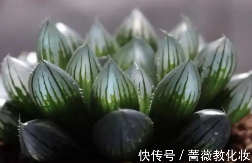 光照时长不足怎么养多肉,把握这些,也能养出好状态