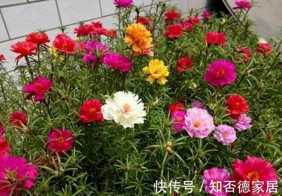 虎皮兰虎尾兰|6种绿植怎么养都不会死，怪不得这么多人喜欢