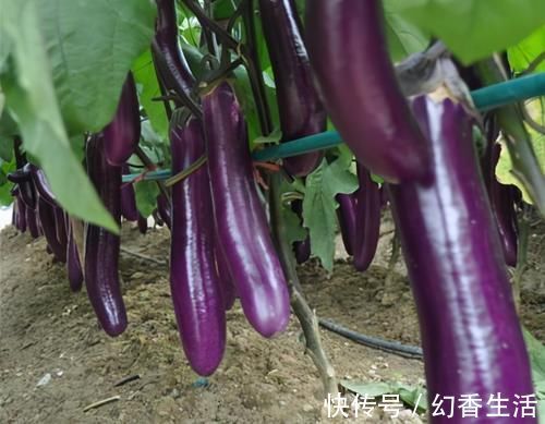 茄子皮|买茄子时,挑直的还是弯的好?多亏70岁菜老农告诫,再也不瞎买了