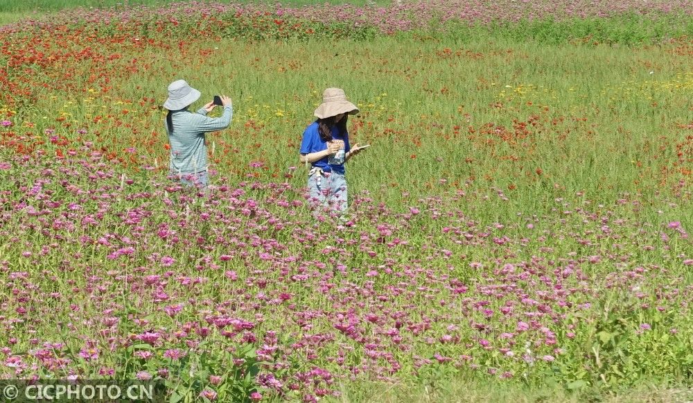 分外香|夏花争艳分外香