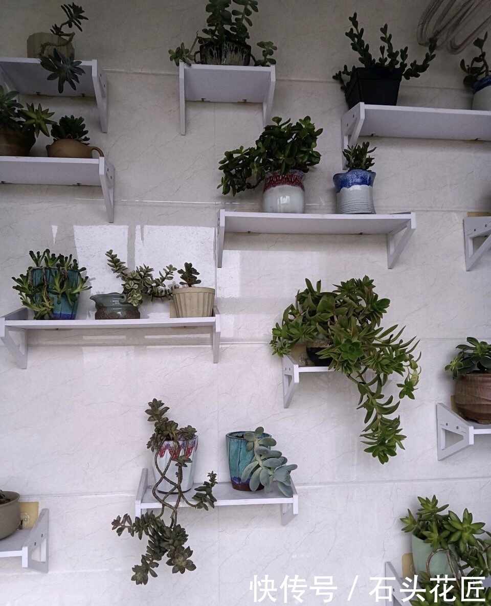 解决|摆了1墙壁的多肉,徒长“大长腿”、远看像绿萝,教你3个方法解决