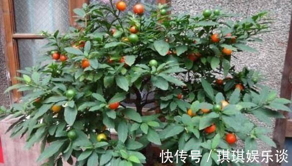 养花不如种这“果”，沾土就活，阳台种一盆，果子挂到来年3月
