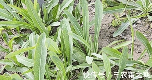曲曲菜|长得像蒲公英的一种野菜,只吃叶子不拔根,很多人都不知情而已