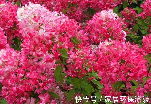 施肥|养花试试这几款，花色淡雅，仙气十足，美美哒