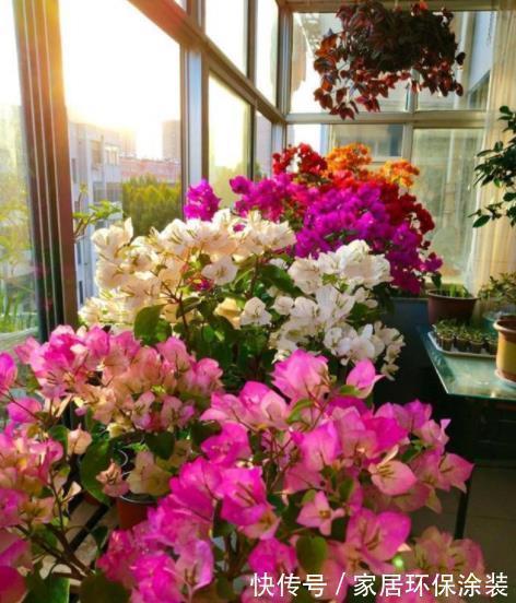 三角梅开花越来越少,教你几个“狠招”来催花,花苞一茬接一茬