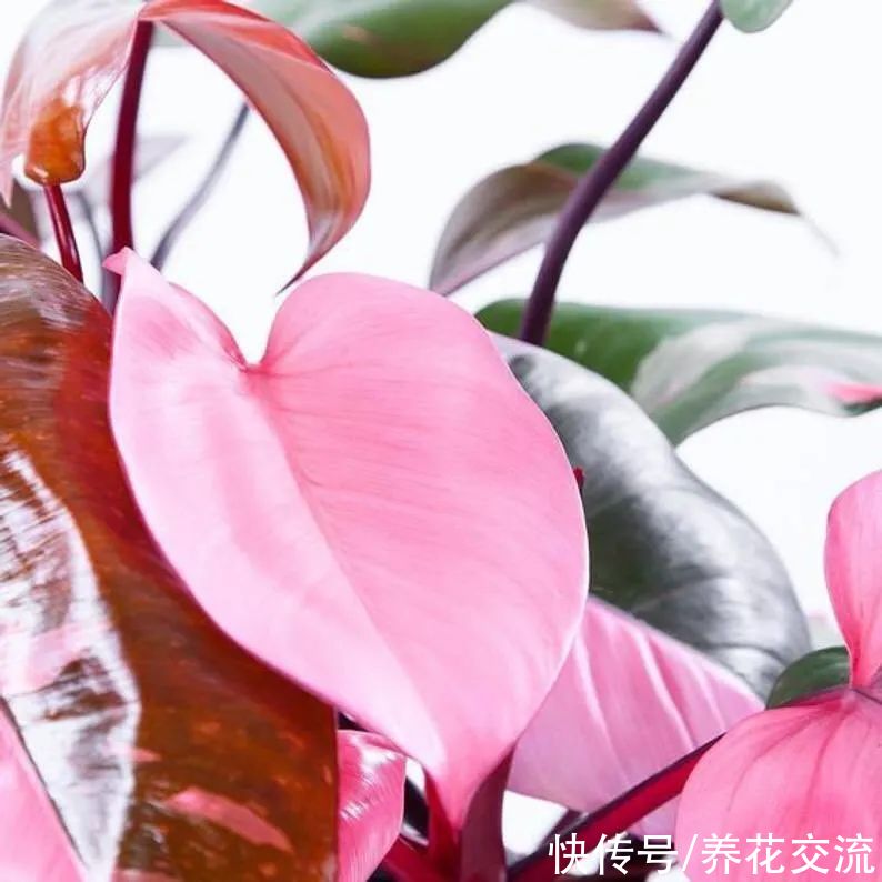 上百块一盆的粉公主蔓绿绒，比粉刚果蔓绿好太多，适合你养吗？