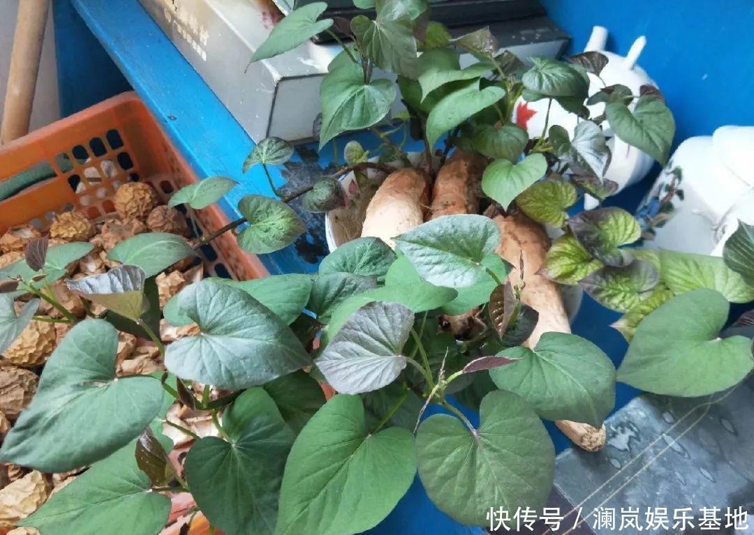 3个月后才回家，家里的花疯了，墙缝、房顶都爬满！