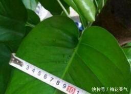 想把绿萝养成“树”请塑料瓶来帮忙，一分钱不花，养成大叶萝！