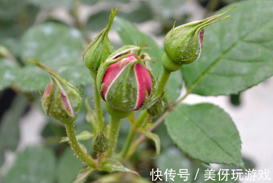 月季花开不好,是你还没明白这些,只要此样做,花朵开得又大又美