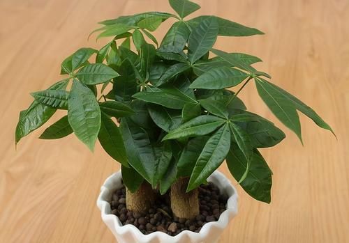 发财树烂根、叶片枯黄耷拉，养花人别灰心，调整这2点就好了