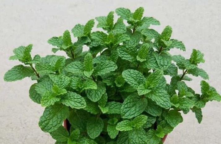 夏天养花，不妨养这3款花，比牡丹好看，比吊兰好养