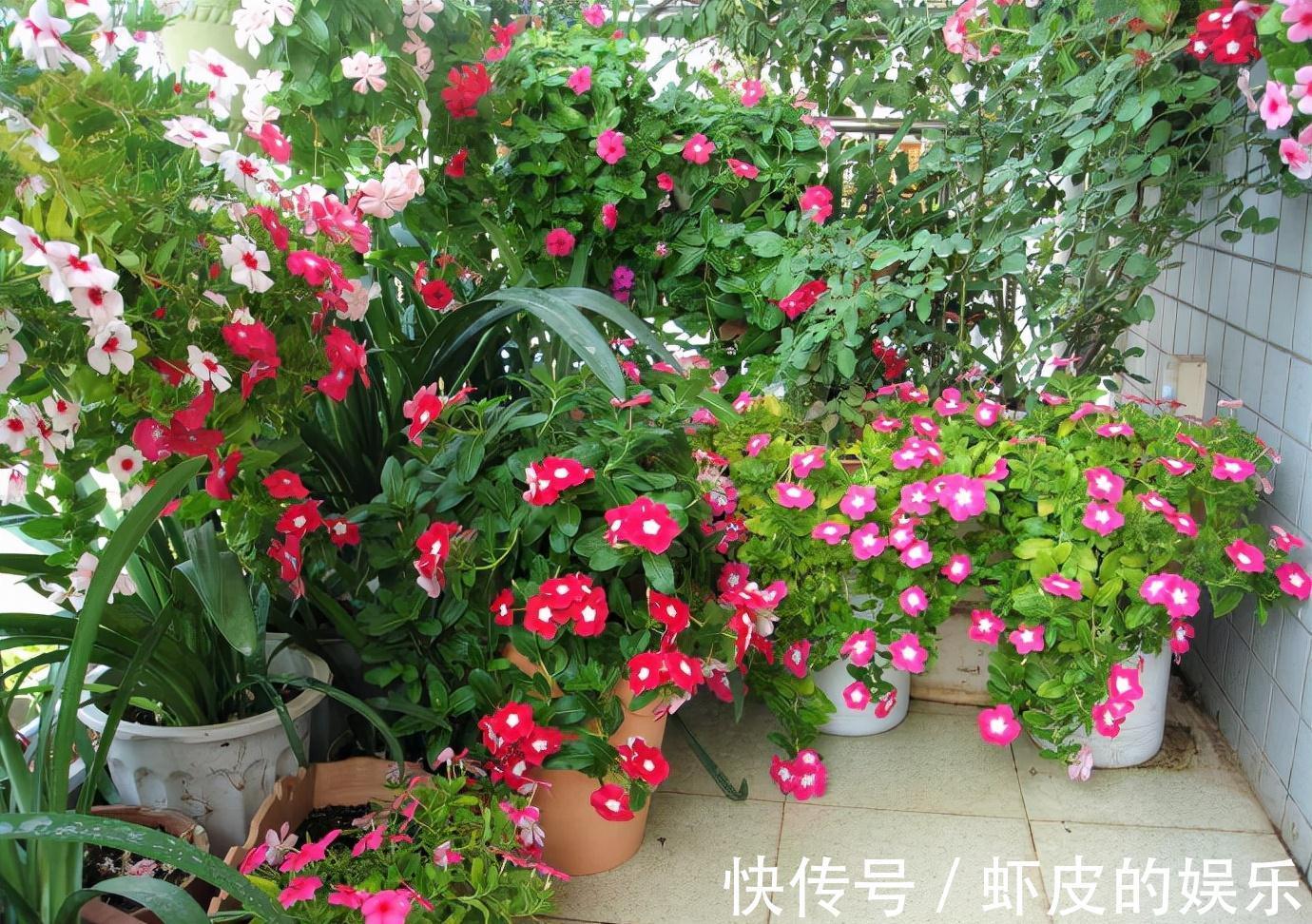 红掌|7种“勤快花”，就是“花机器”，365天开不败，从来不嫌累