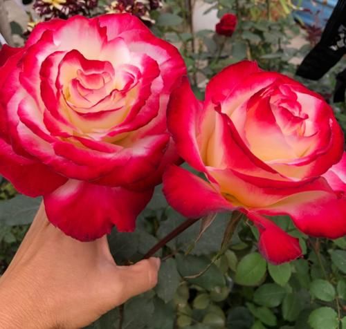 有了它，谁还养绿萝、吊兰！一年四季都能开花，且花大香浓