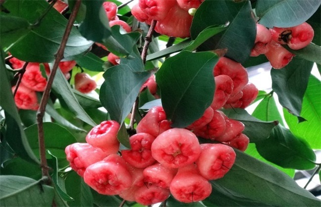 定植|促进消化、清热利尿的莲雾,农民掌握种植要点,收获吃不完的莲雾