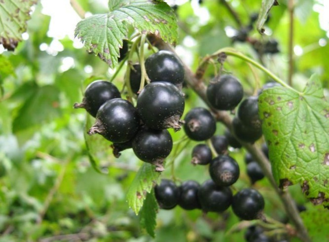 常吃|女性常吃此物,再贵也不要省,气血双补,面色红润了,眼睛也亮了