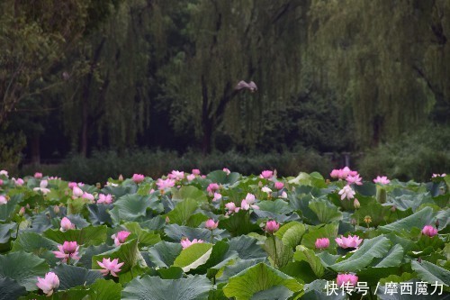  金银花|种植药用花卉一举多得收益很不错哟