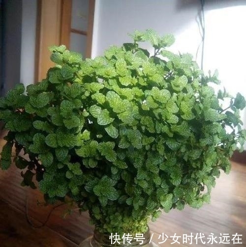 3种漂亮花,种在小盆里,不建议地栽,否则泛滥成灾,根本清不掉