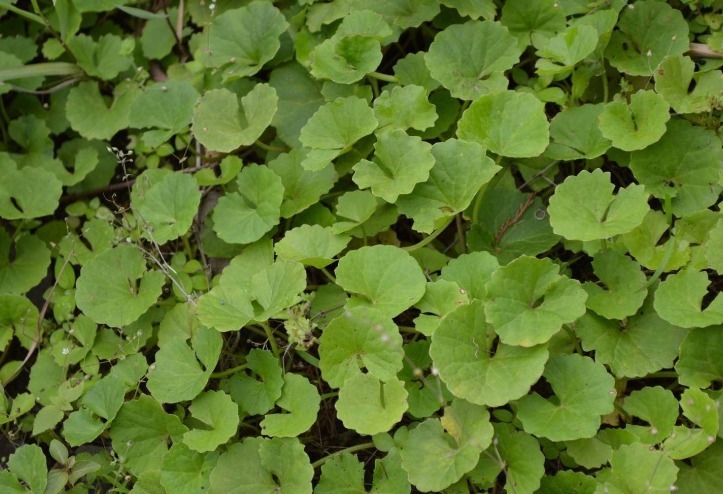 马蹄菜|提个醒见到此野草,一定要拔回家,好处不请自来,作用非常大