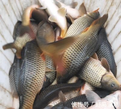 用它除鱼腥味效果最佳,只用半颗,腥味全无,鱼肉变得更鲜香!