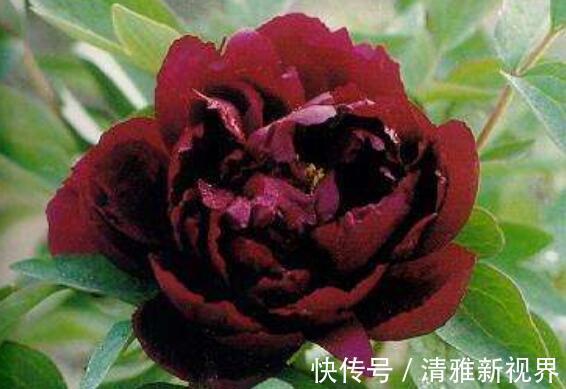 想养花不妨选“它”不但颜色“奇特”还开花硕大，养上值了