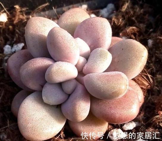 简单易明的4个方法，让新养多肉能够快速服盆