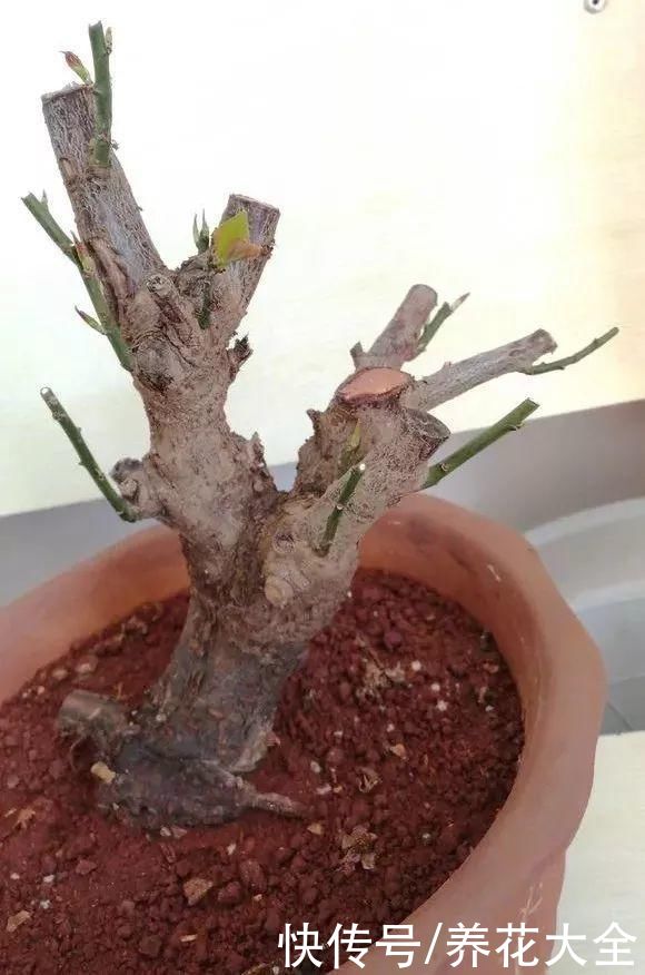 3月是给花剃头的好时机，现在狠心剪，下月就开花